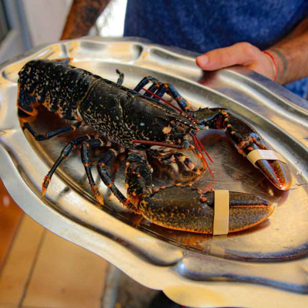 Terre et Mer - Restaurant Saintes-Maries-de-la-Mer - restaurant Fruits de mer SAINTES-MARIES-DE-LA-MER